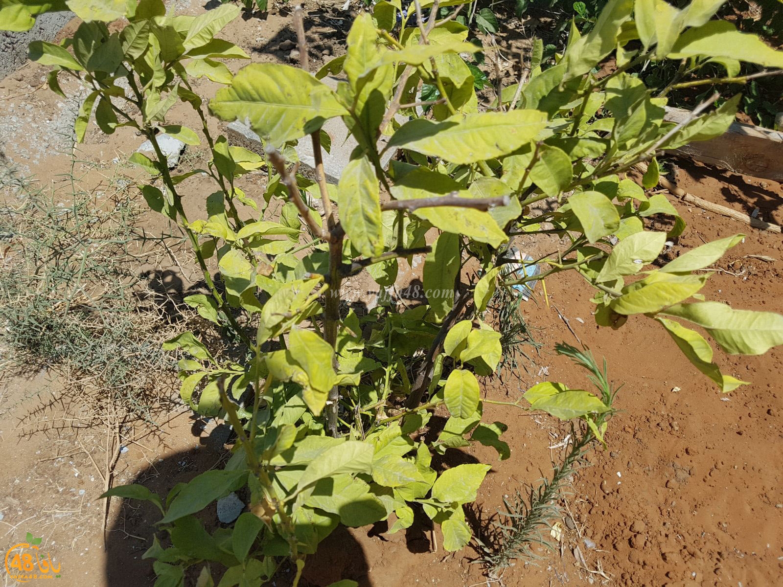 tasoo trees je (9).jpg